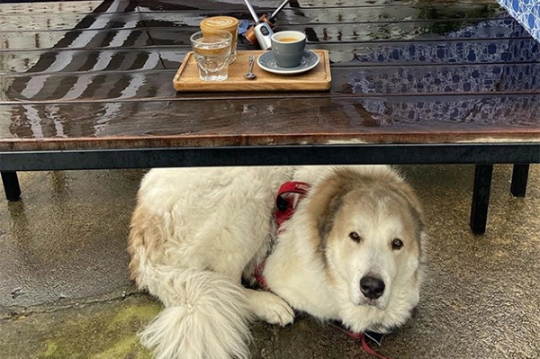 Little Bear - Owner Jarrett Stieber's Dog, Fernando "Little Bear" | Photo: Instagram/littlebearatl | 71 Georgia Ave SE Unit A, Atlanta, GA 30312